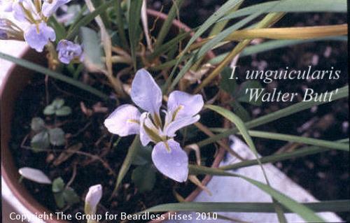 Unguic. Walter Butt 